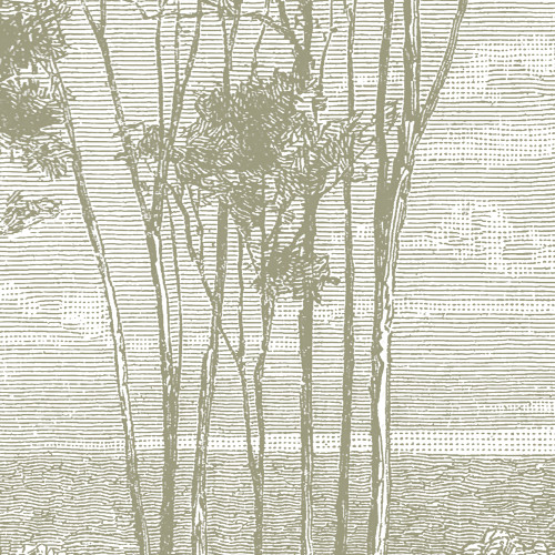 Papier peint panoramique Eucalyptus trees