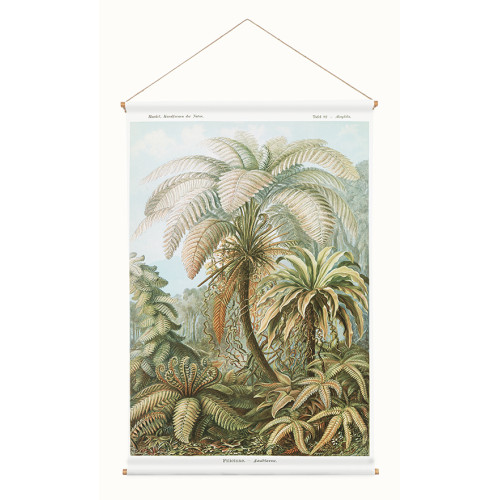 Toile suspendue Filicinae