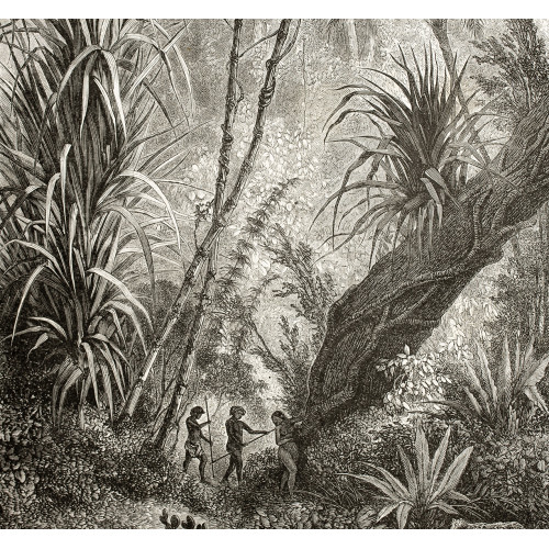 Papier peint panoramique AMAZONIA