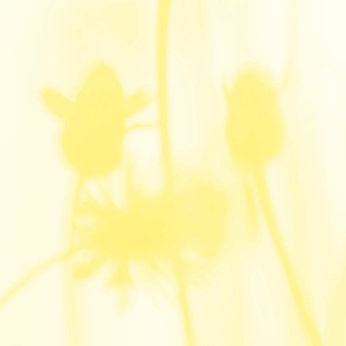 PDNTDL24-039 zoom_49