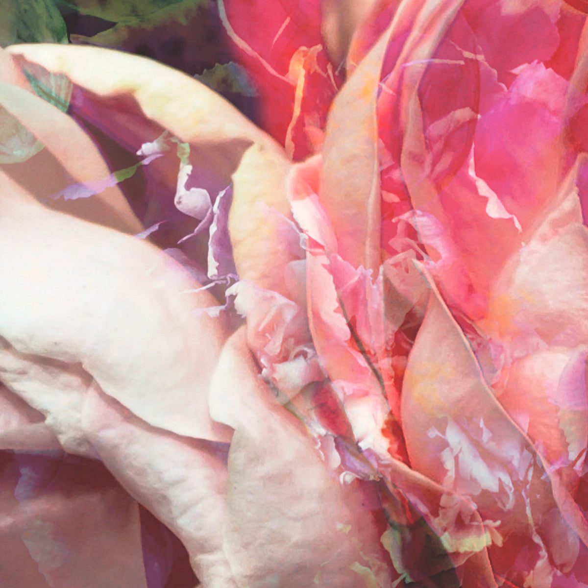 Papier peint panoramique Roses Antiques