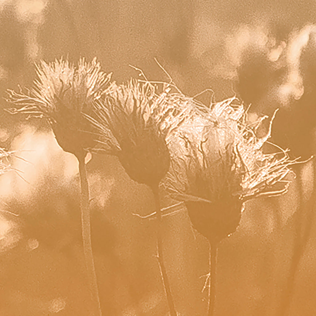 PDNTDL25-002 zoom_49