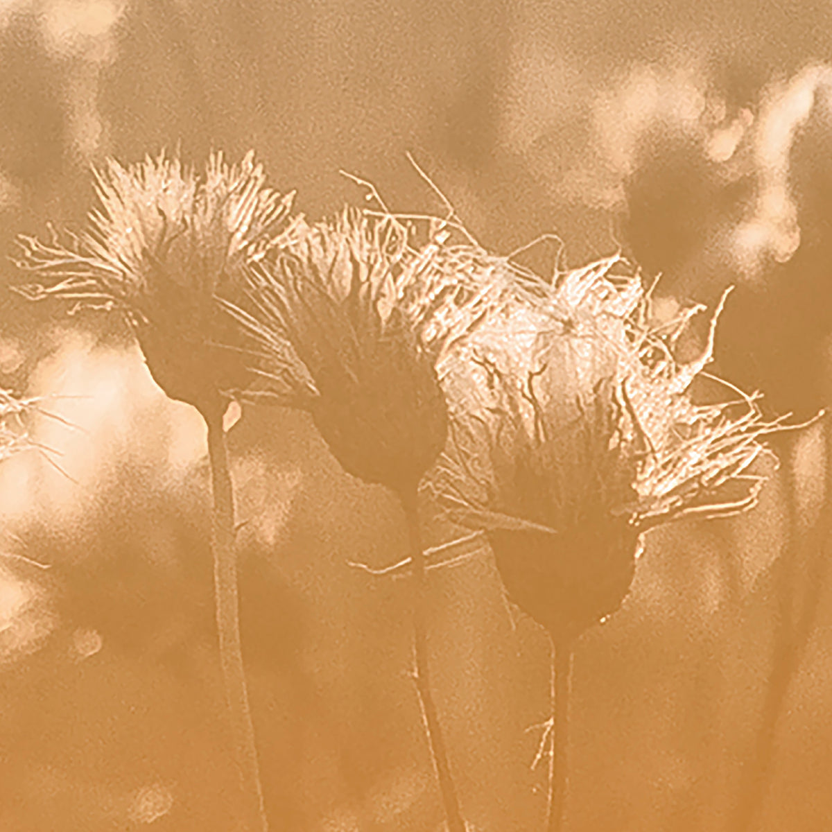 PDNTDL25-002 zoom_49