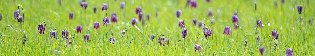 Horizontal Fritillaries