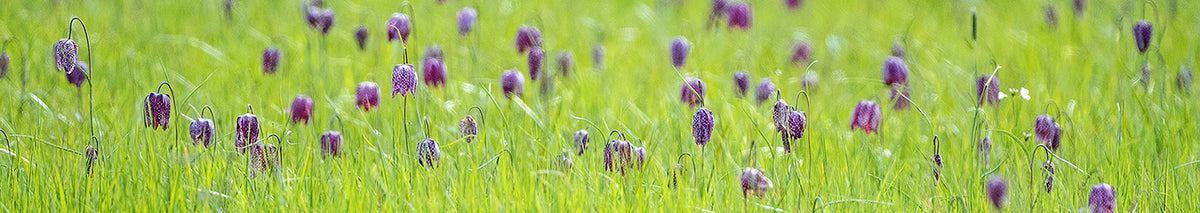 Fritillaires Horizontal