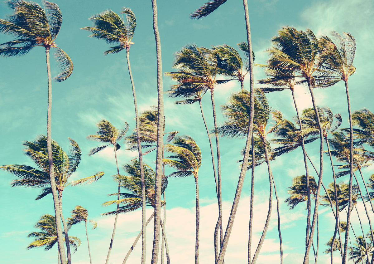 California panoramic wallpaper