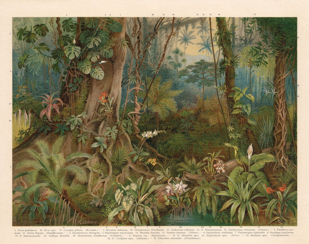 Papier peint panoramique Mauritia