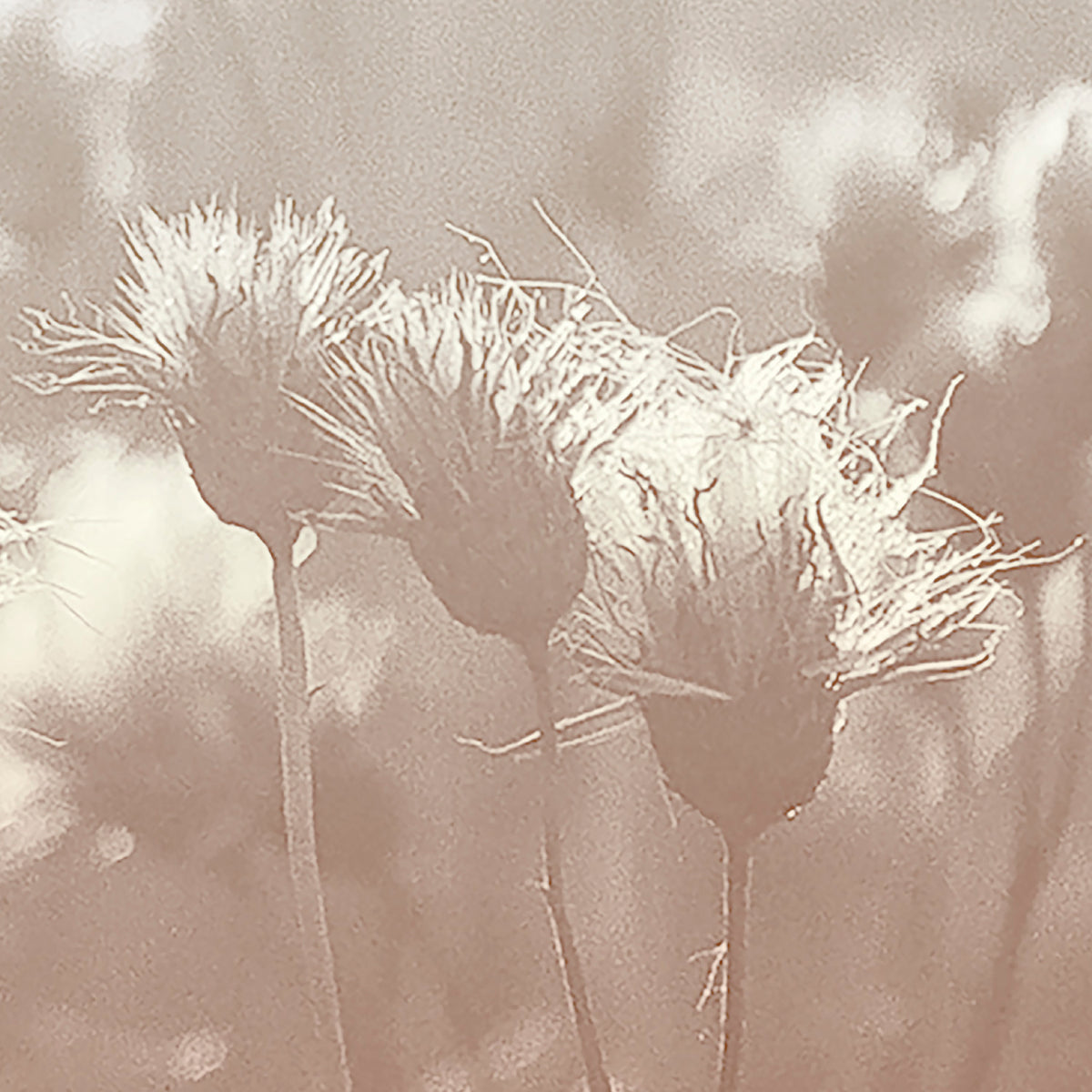 PDNTDL25-001 zoom_49