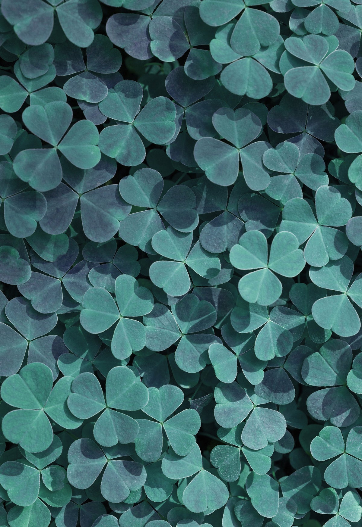 Papier peint panoramique Clover