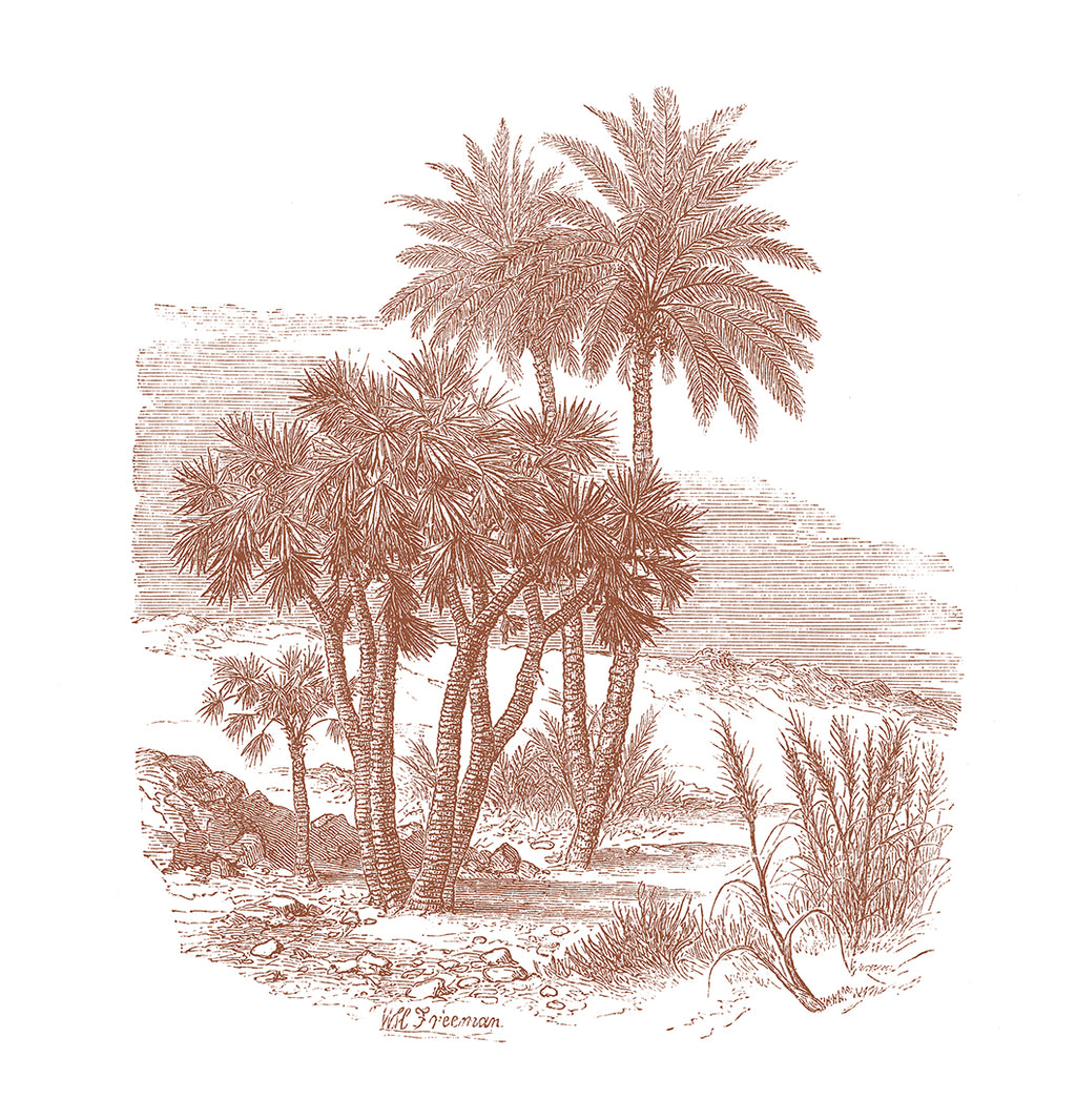 Doum Palm Panoramic Wallpaper