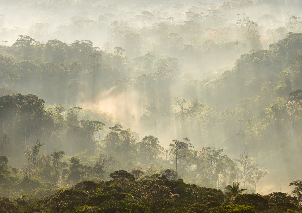 Papier peint panoramique Misty Forest