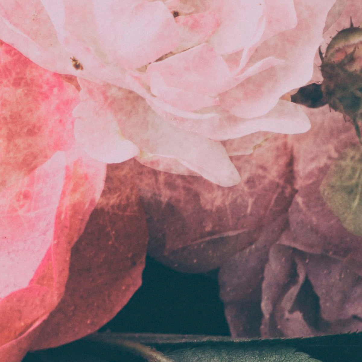 Pink Drama panoramic wallpaper