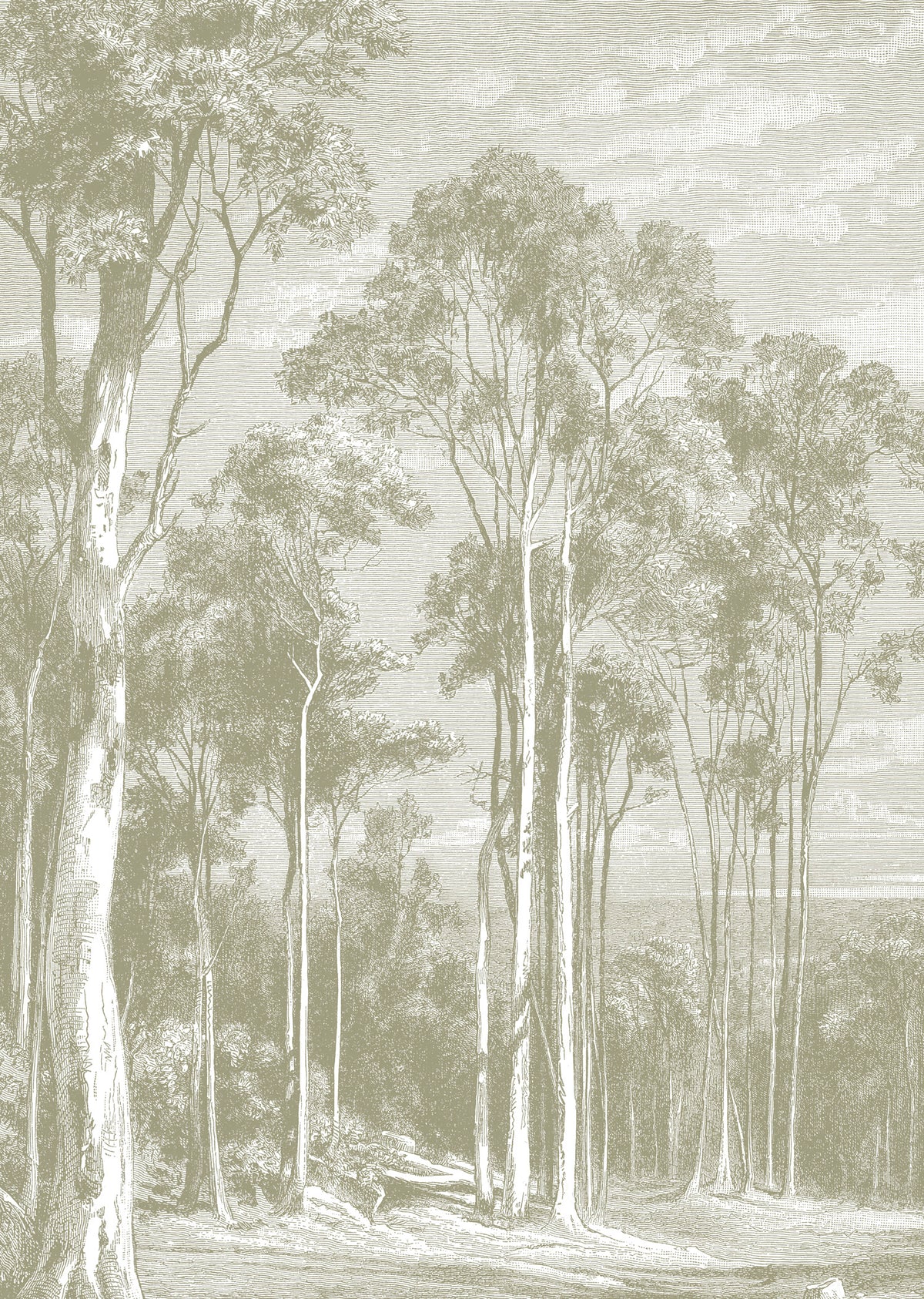 Papier peint panoramique Eucalyptus trees