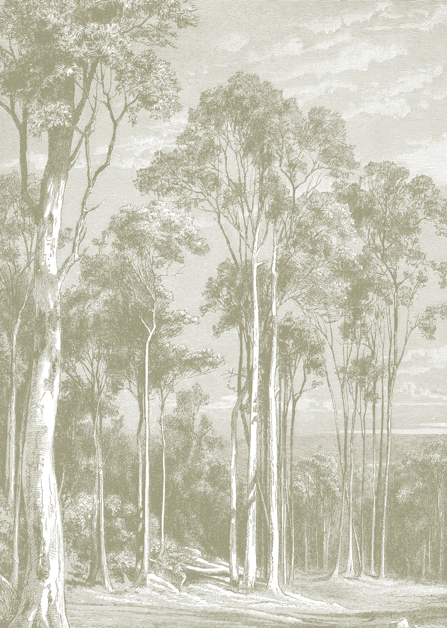 Papier peint panoramique Eucalyptus trees