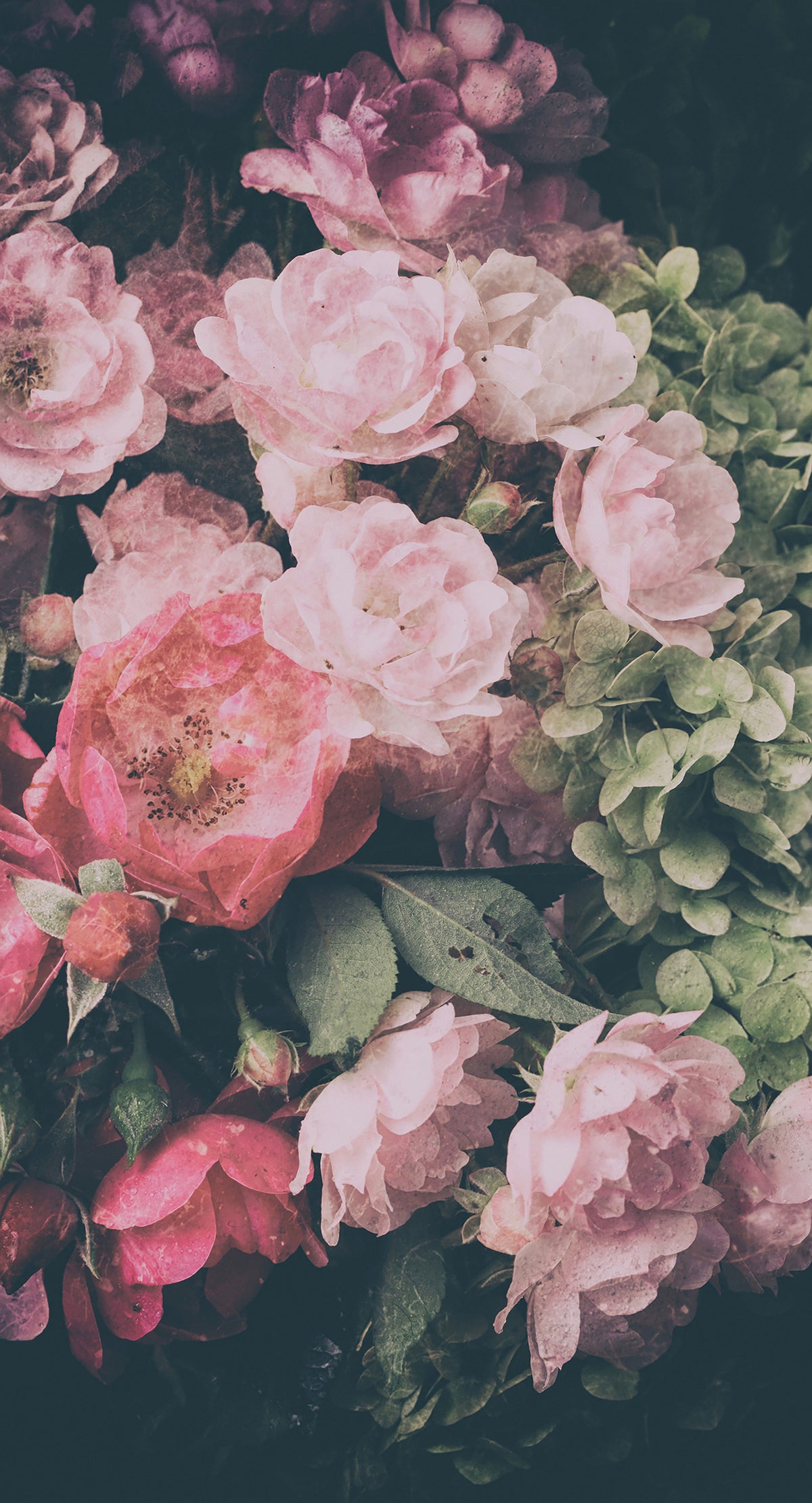 Pink Drama panoramic wallpaper