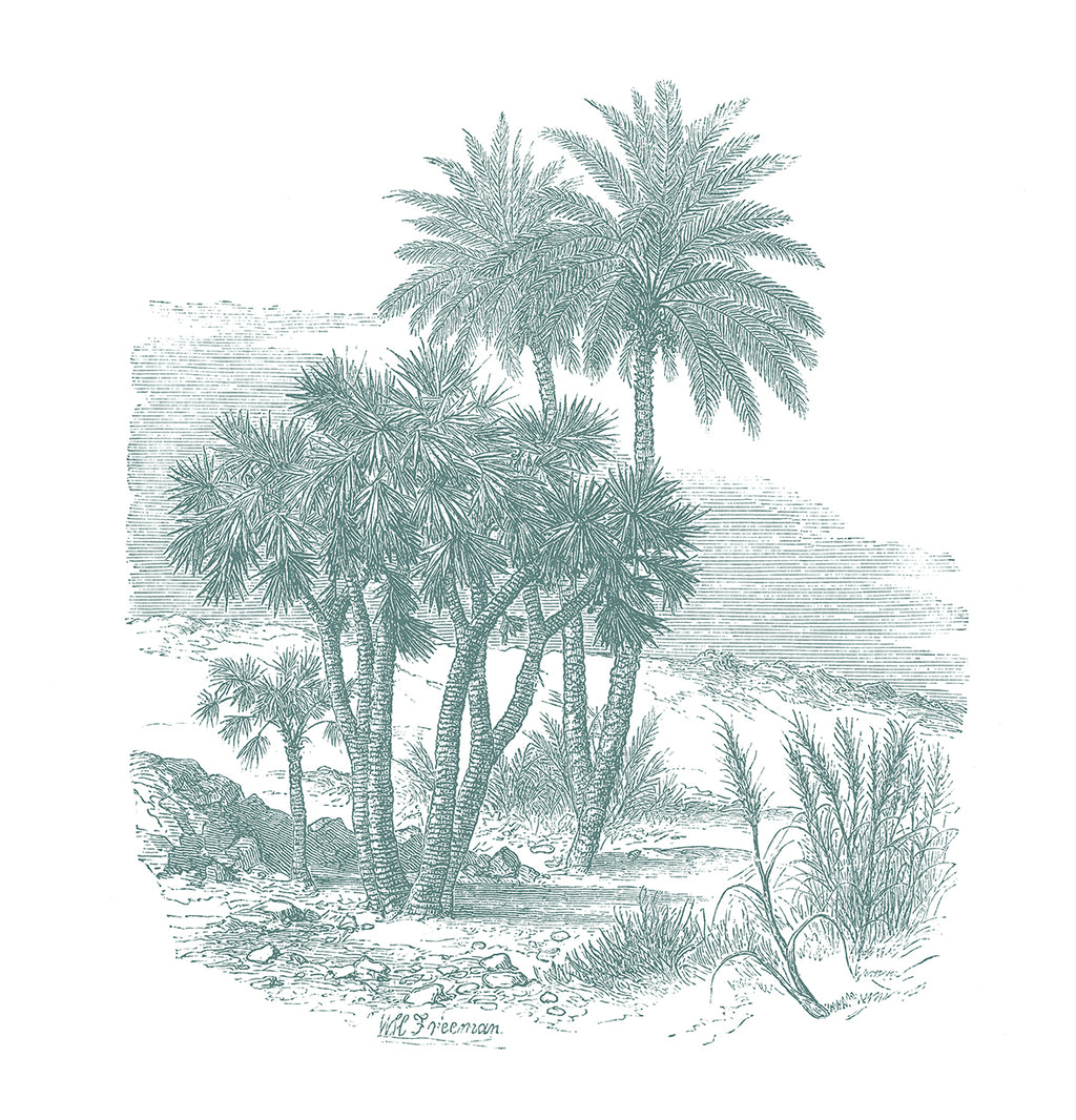 Doum Palm Panoramic Wallpaper