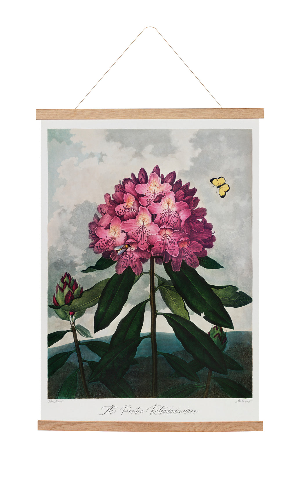 Toile suspendue The Pontic Rhododendron (1807) Robert John Thornton
