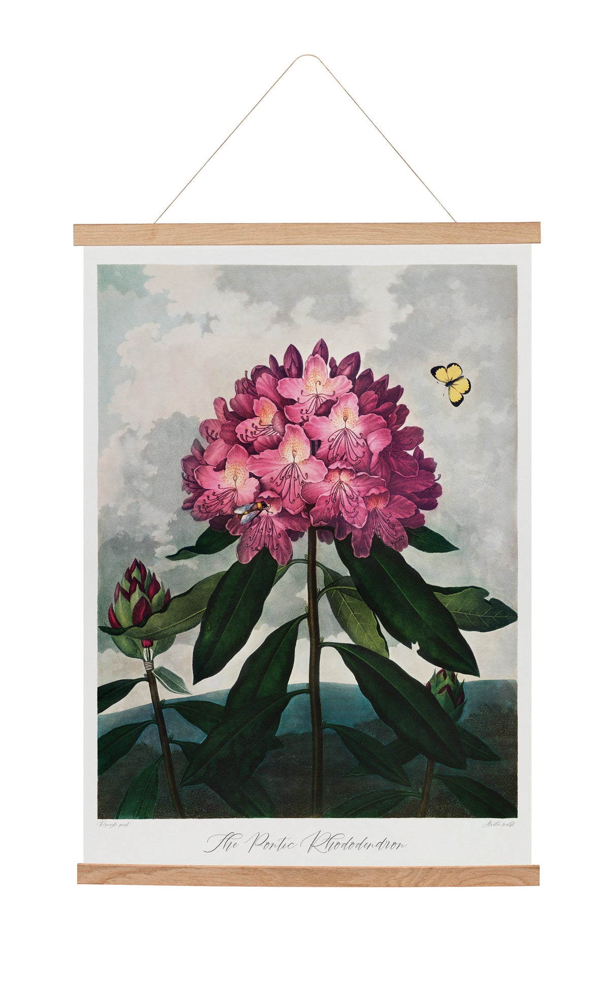 Hanging canvas The Pontic Rhododendron (1807) Robert John Thornton