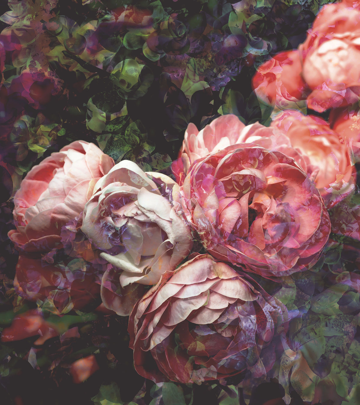 Papier peint panoramique Roses Antiques