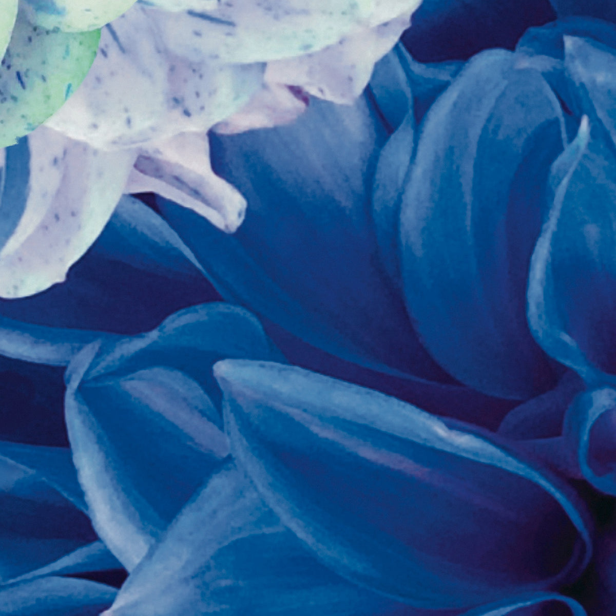Papier peint panoramique Dahlia Bleu Xl