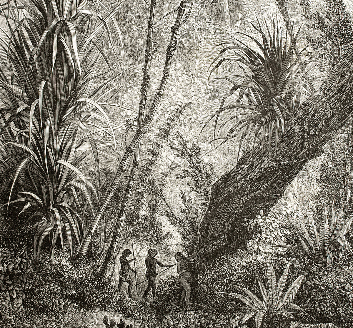 Papier peint panoramique Amazonia