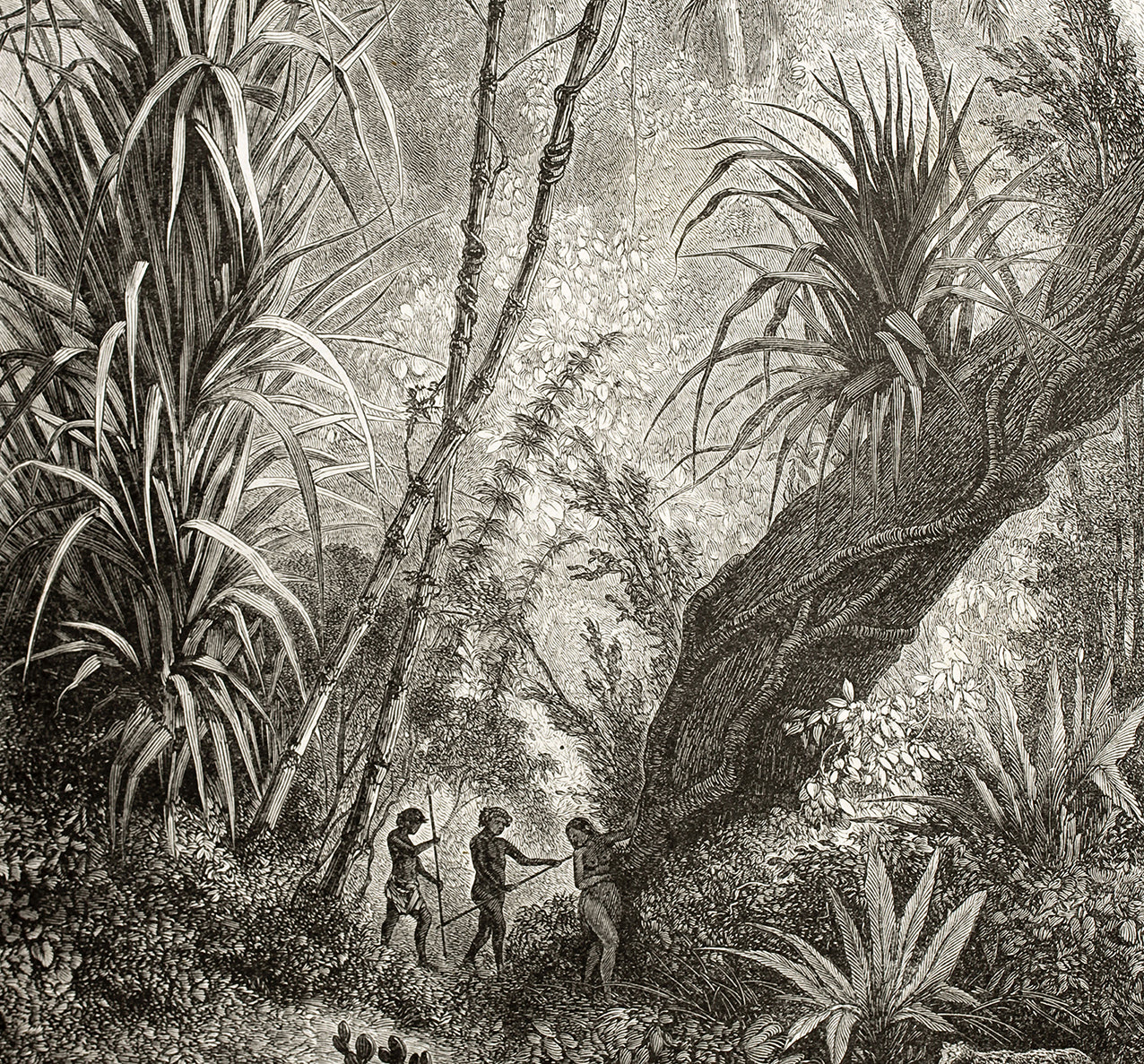 Papier peint panoramique Amazonia