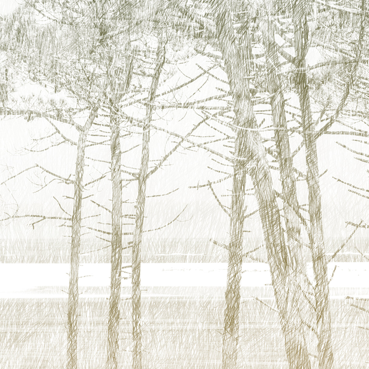 Papier peint panoramique Les Pins