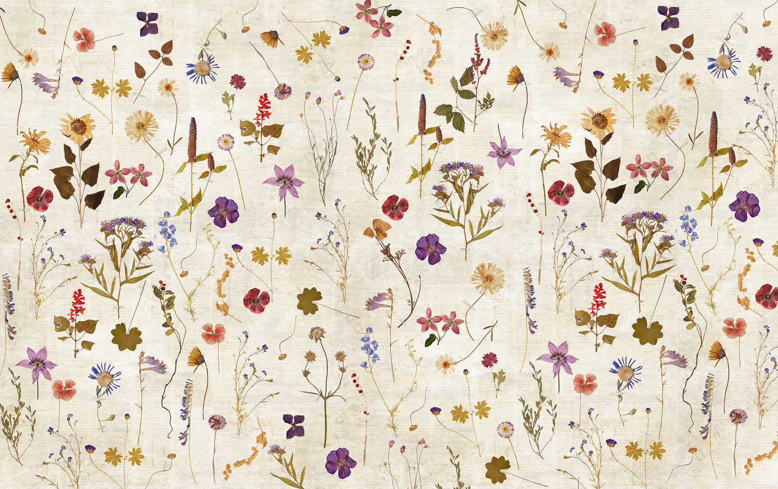 Papier peint panoramique Herbarium