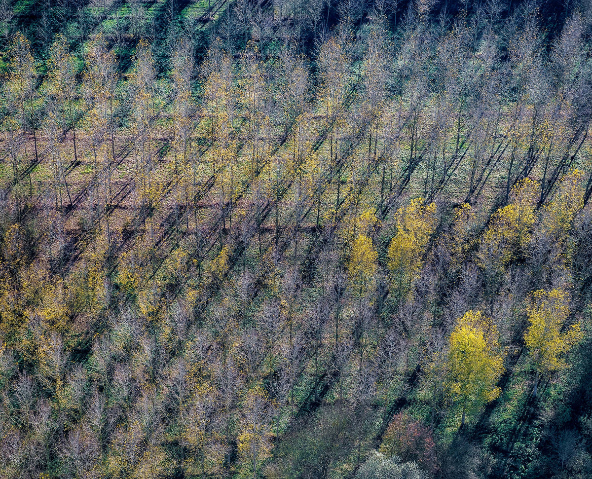 Papier peint panoramique Peupleraie