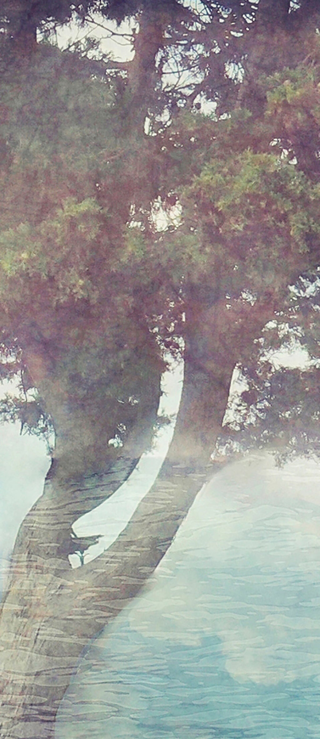 Papier peint panoramique Misty Tree