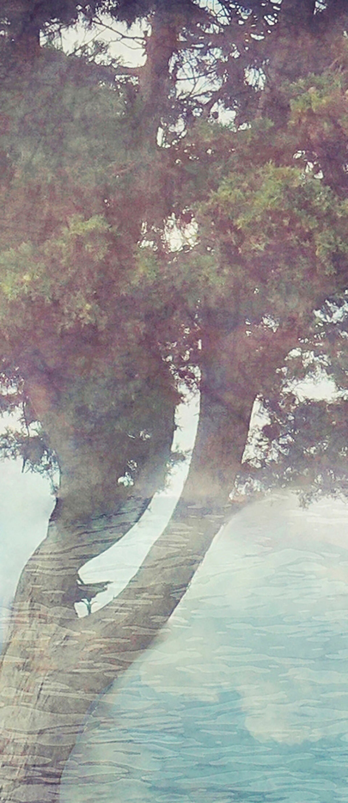Papier peint panoramique Misty Tree