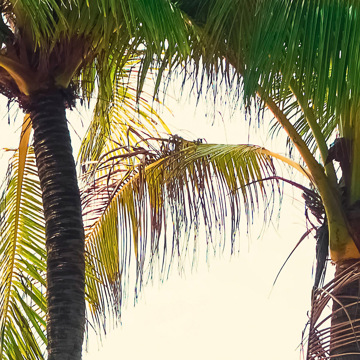 Papier peint panoramique Aloha