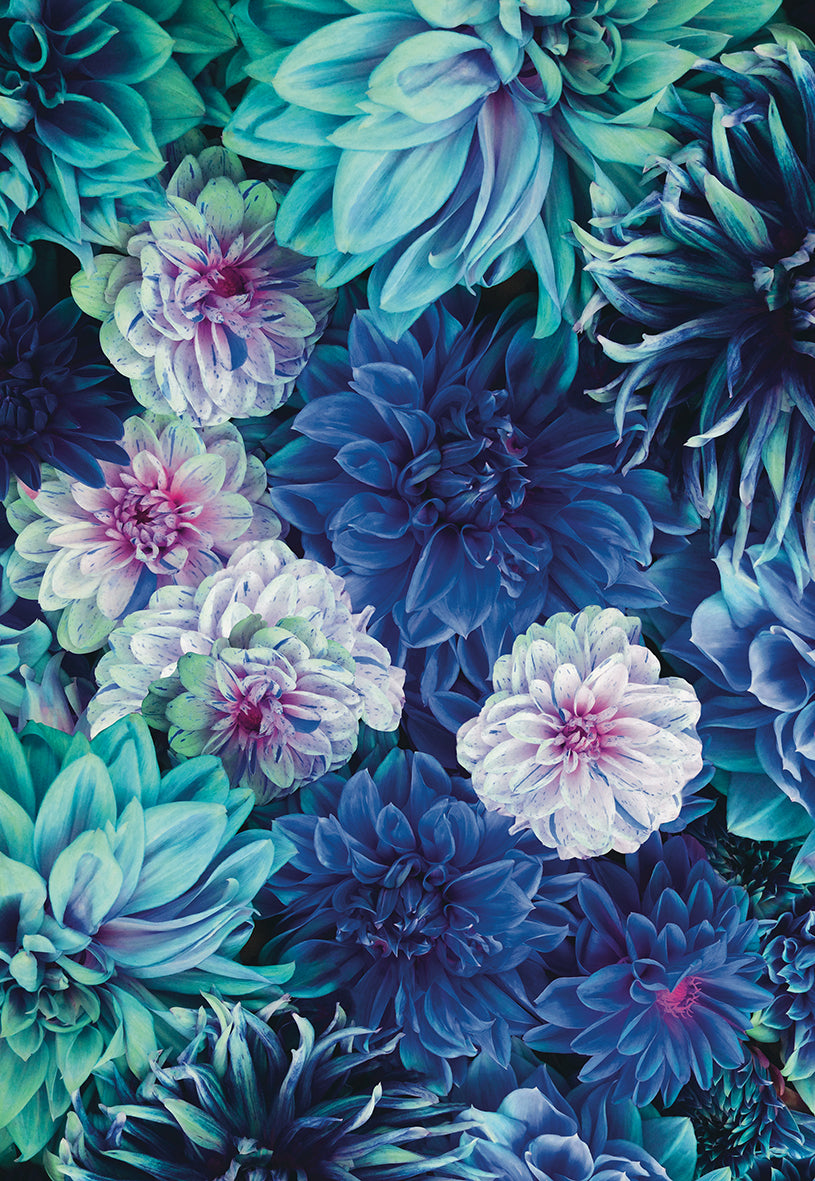 Papier peint panoramique Dahlia Bleu
