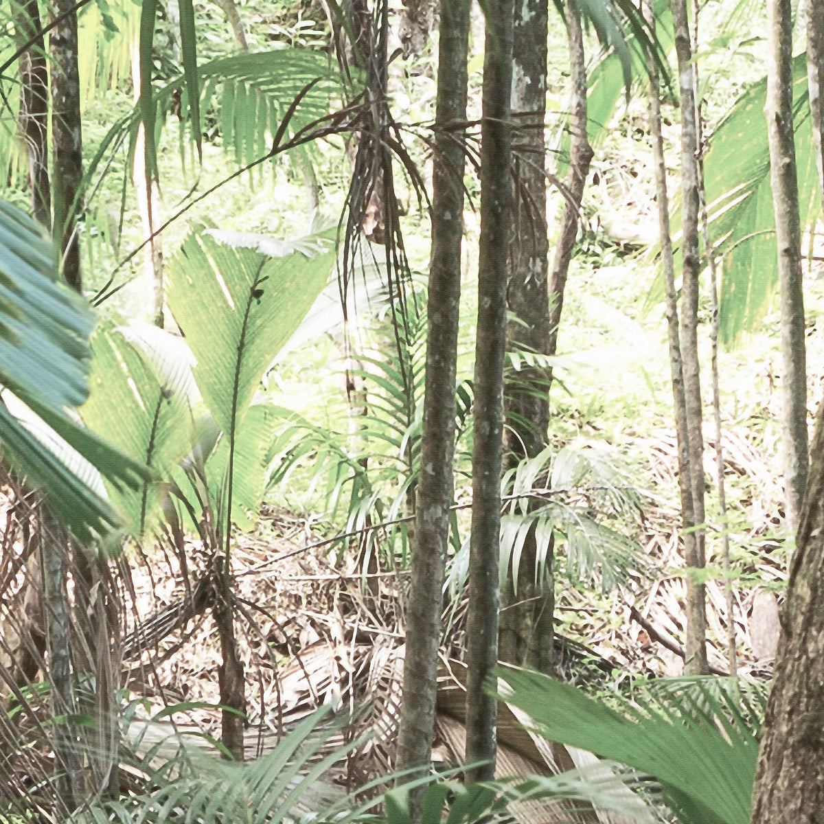 Papier peint panoramique Jungle Trek