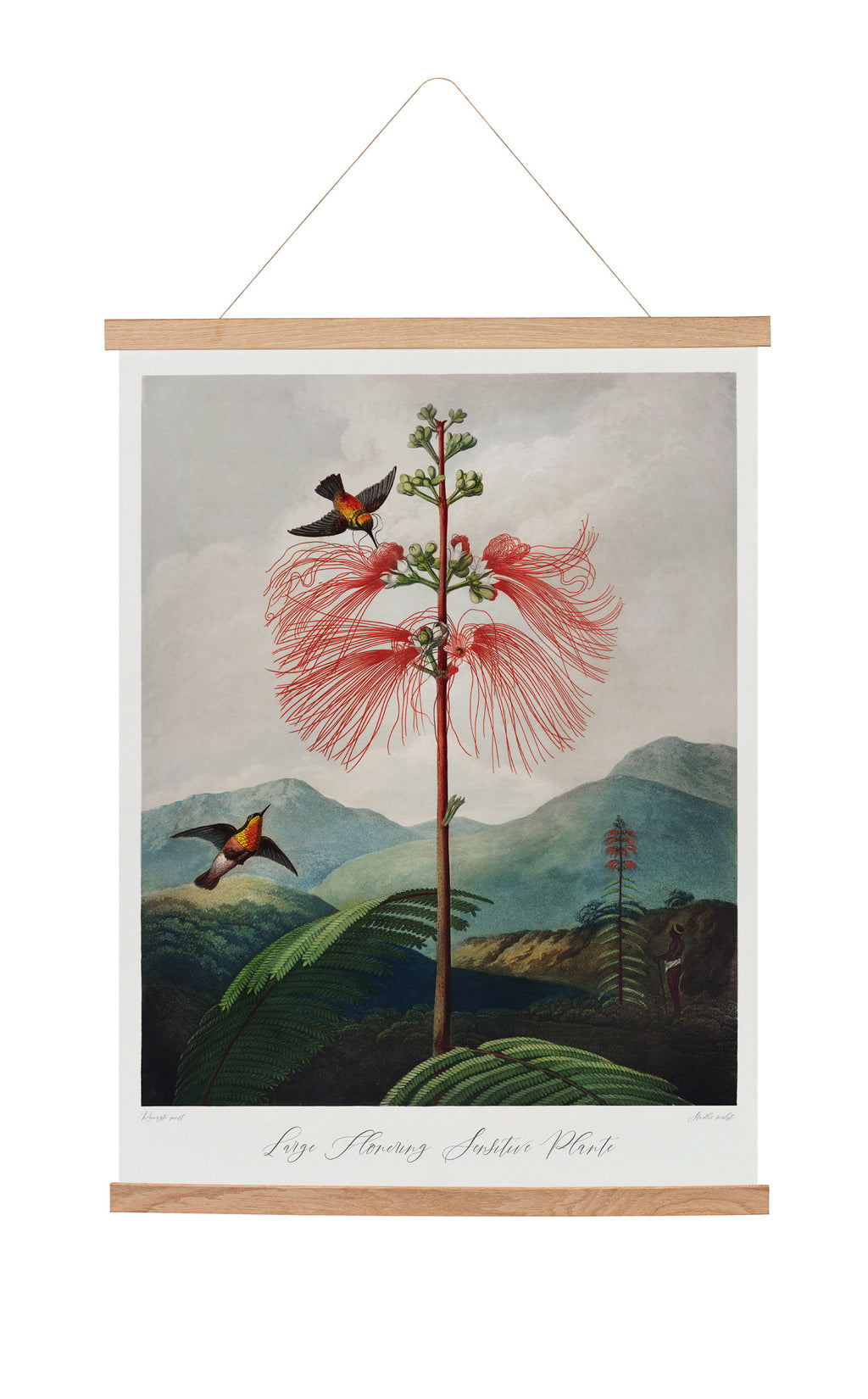 Toile suspendue The Temple Of Flora (1807) Robert John Thornton