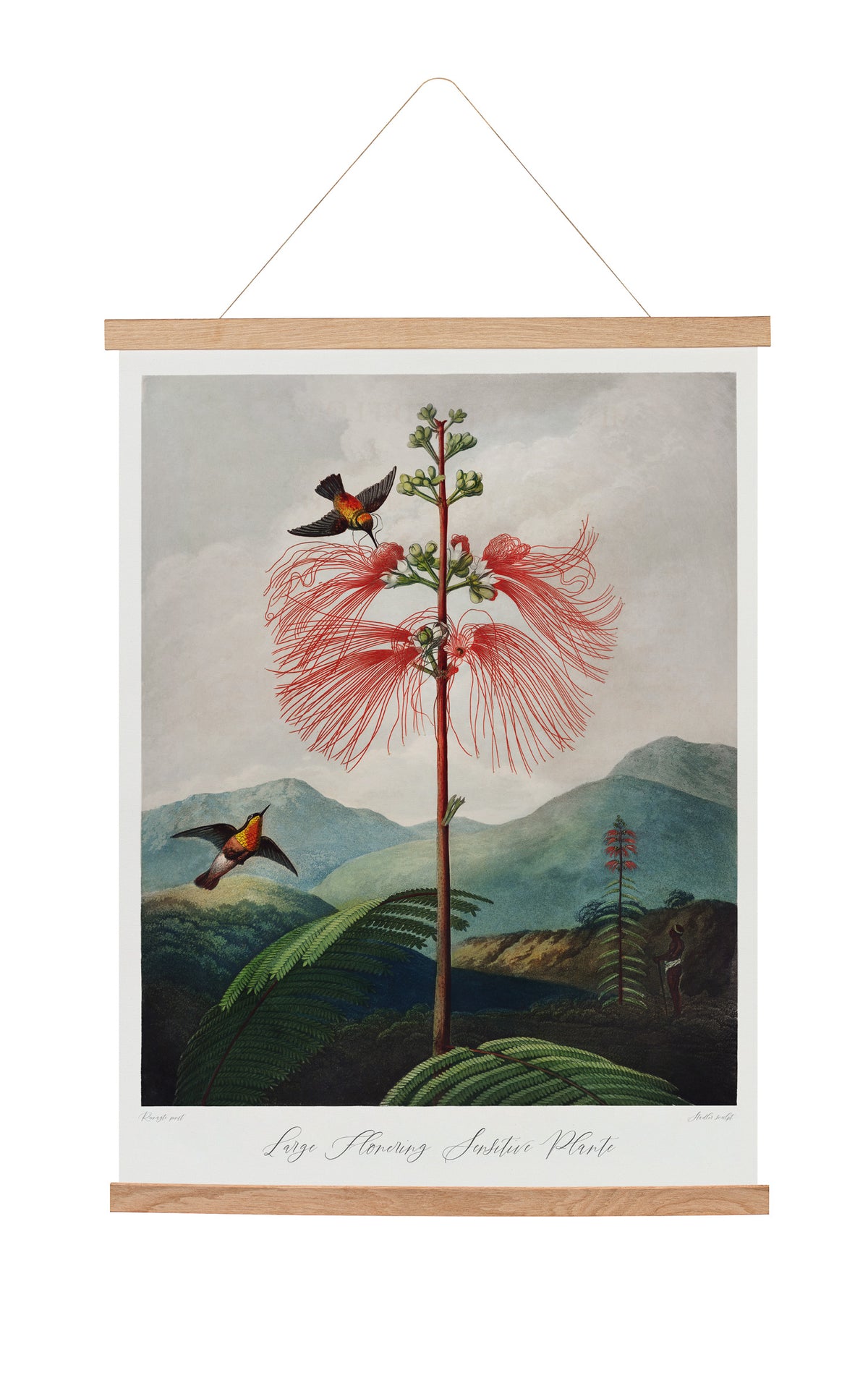 Hanging canvas The Temple Of Flora (1807) Robert John Thornton