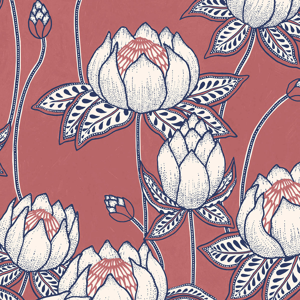 Protea #44 zoom_49