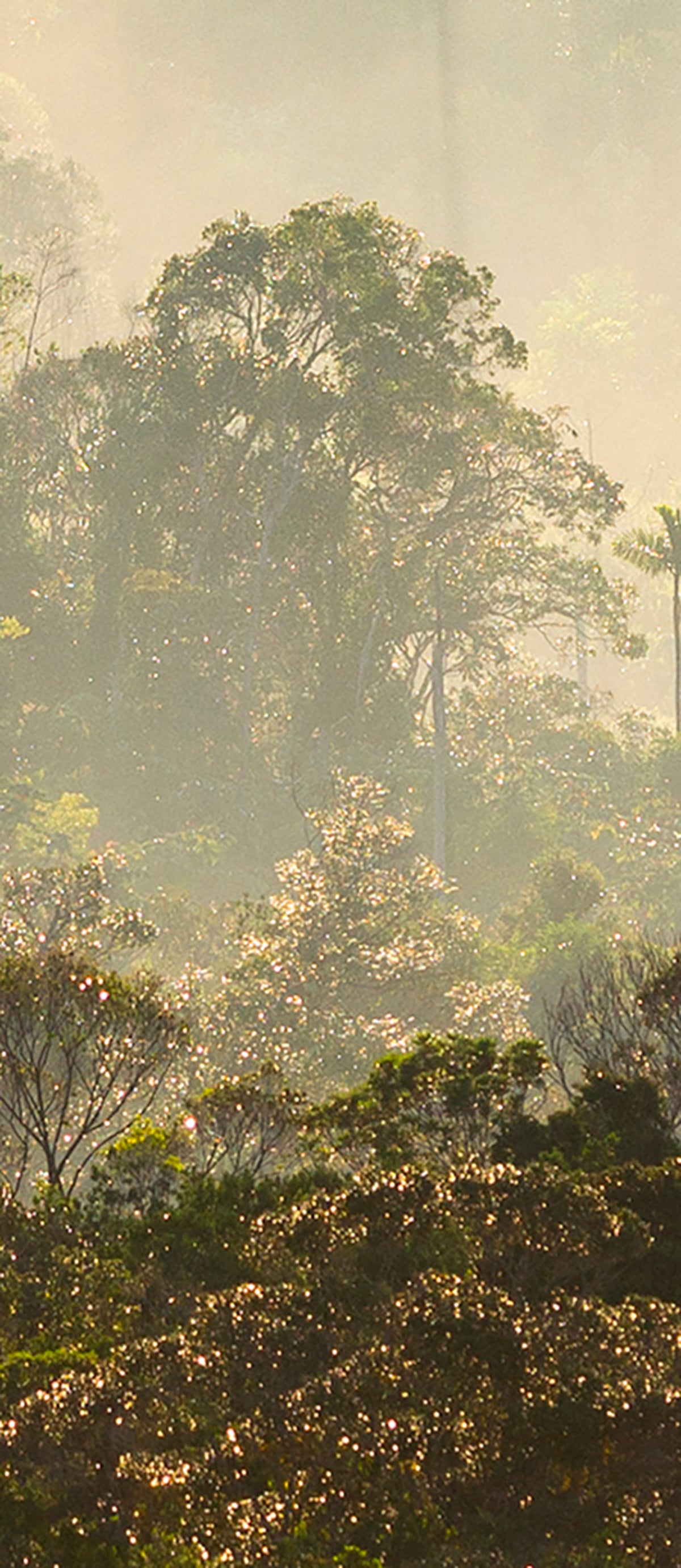 Papier peint panoramique Misty Forest