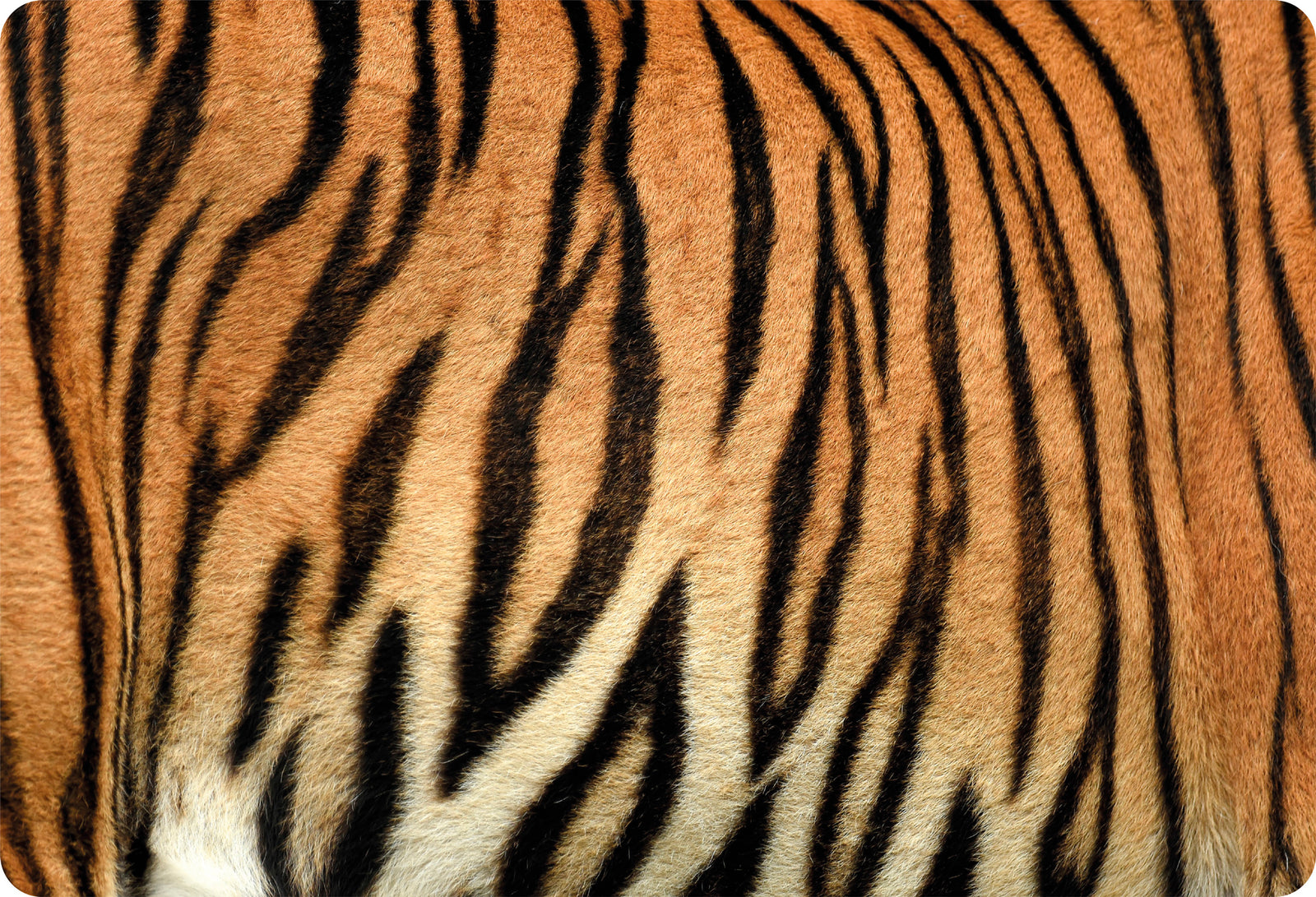 Set de table Tiger