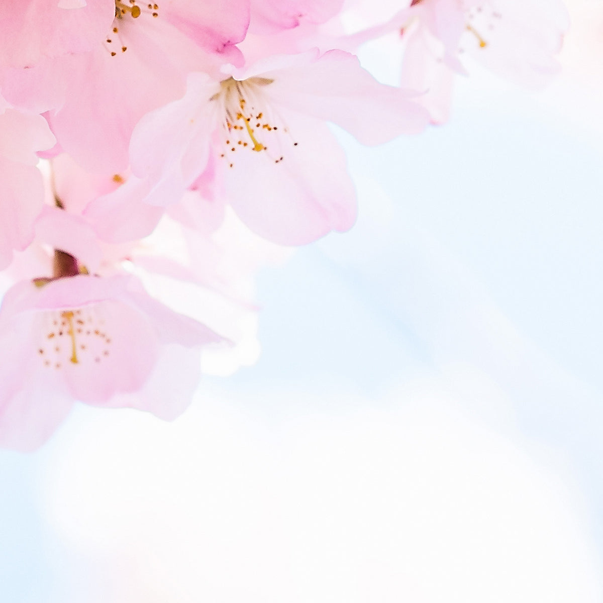 Papier peint panoramique Blossom