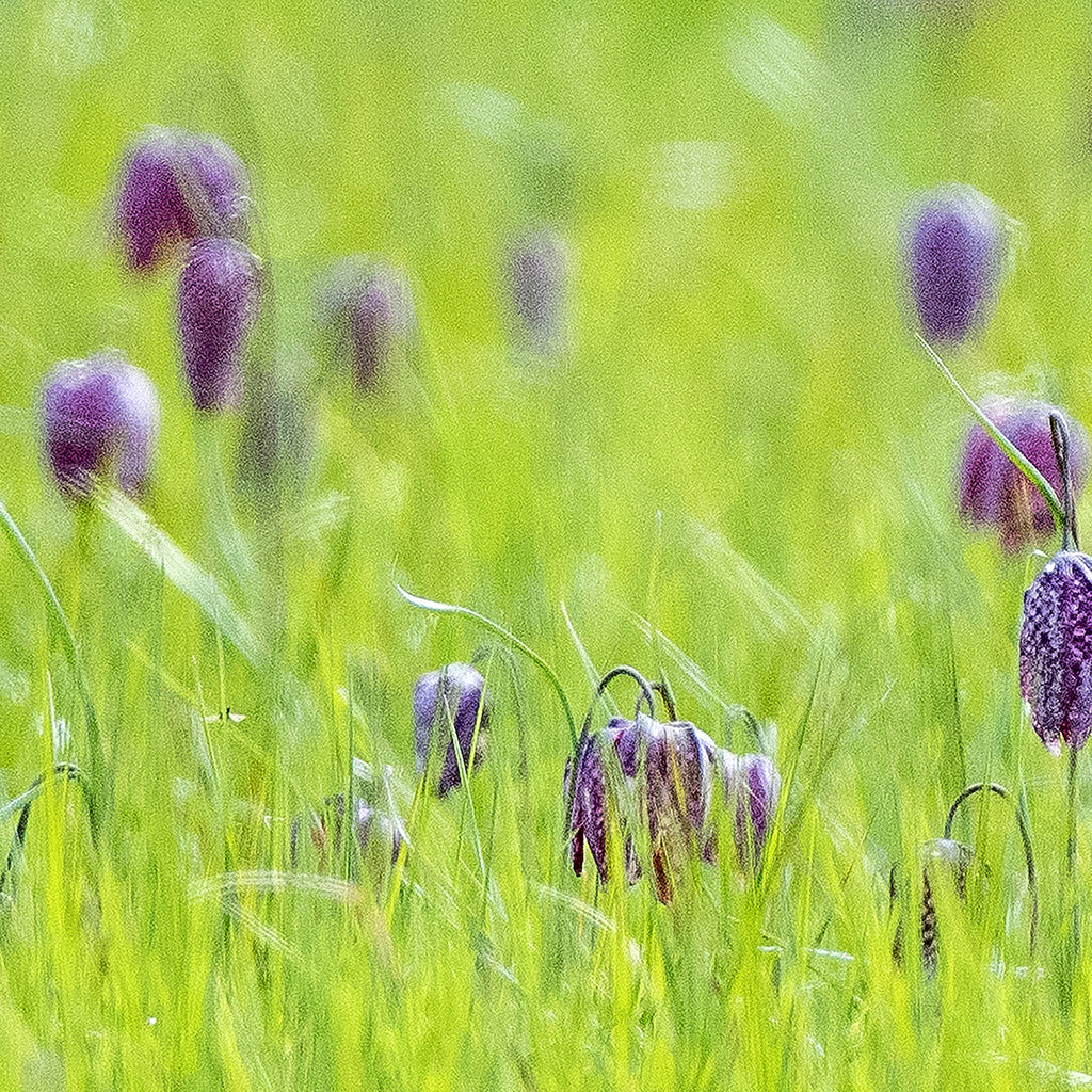 Horizontal Fritillaries