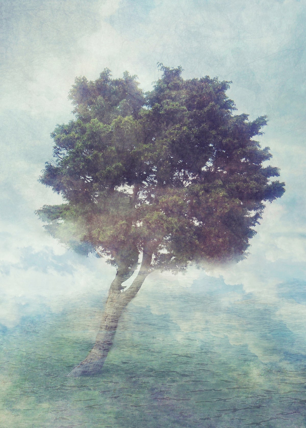 Papier peint panoramique Misty Tree