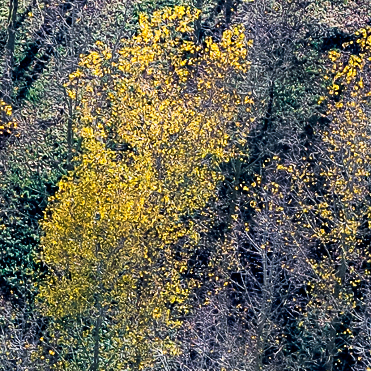 Papier peint panoramique Peupleraie