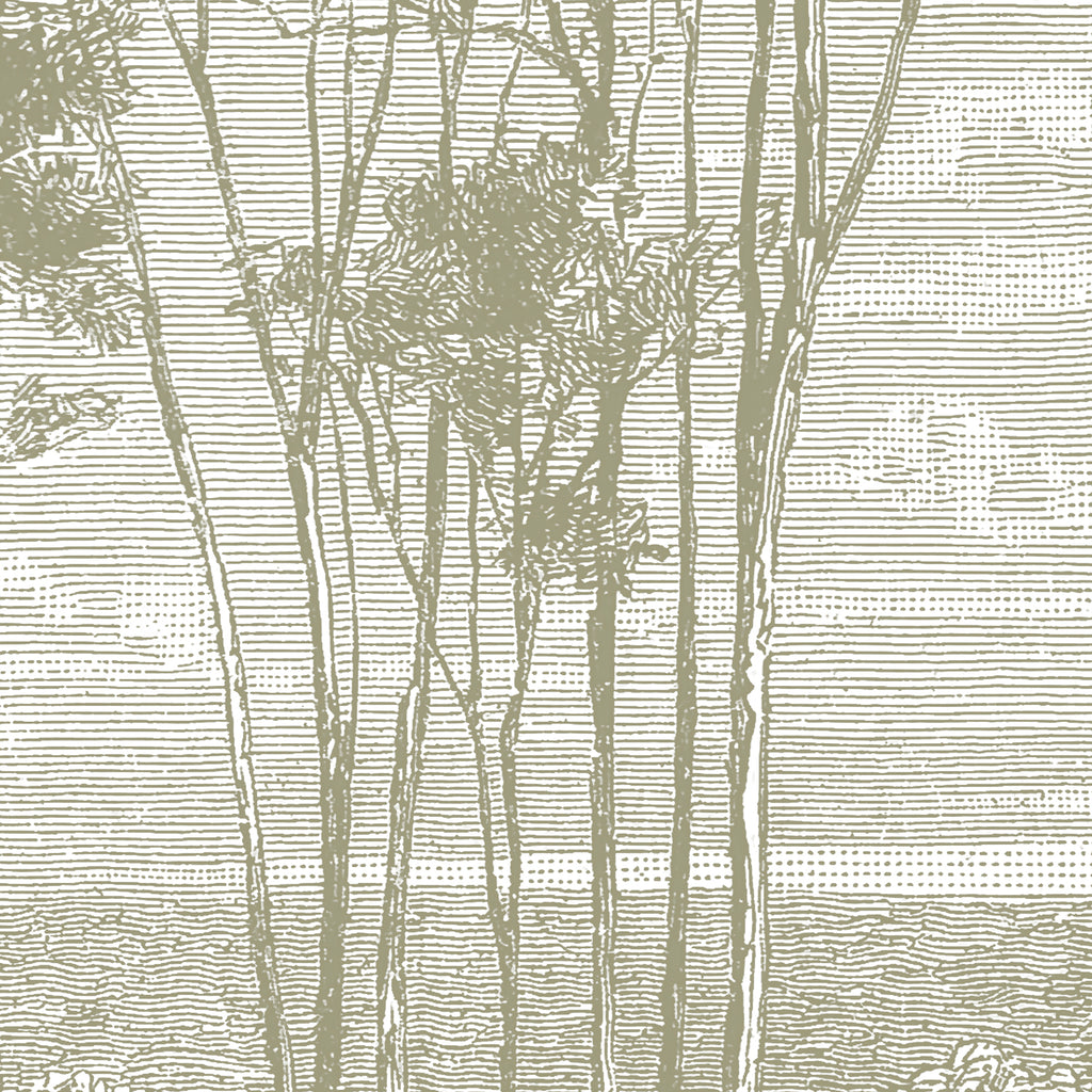 Papier peint panoramique Eucalyptus trees