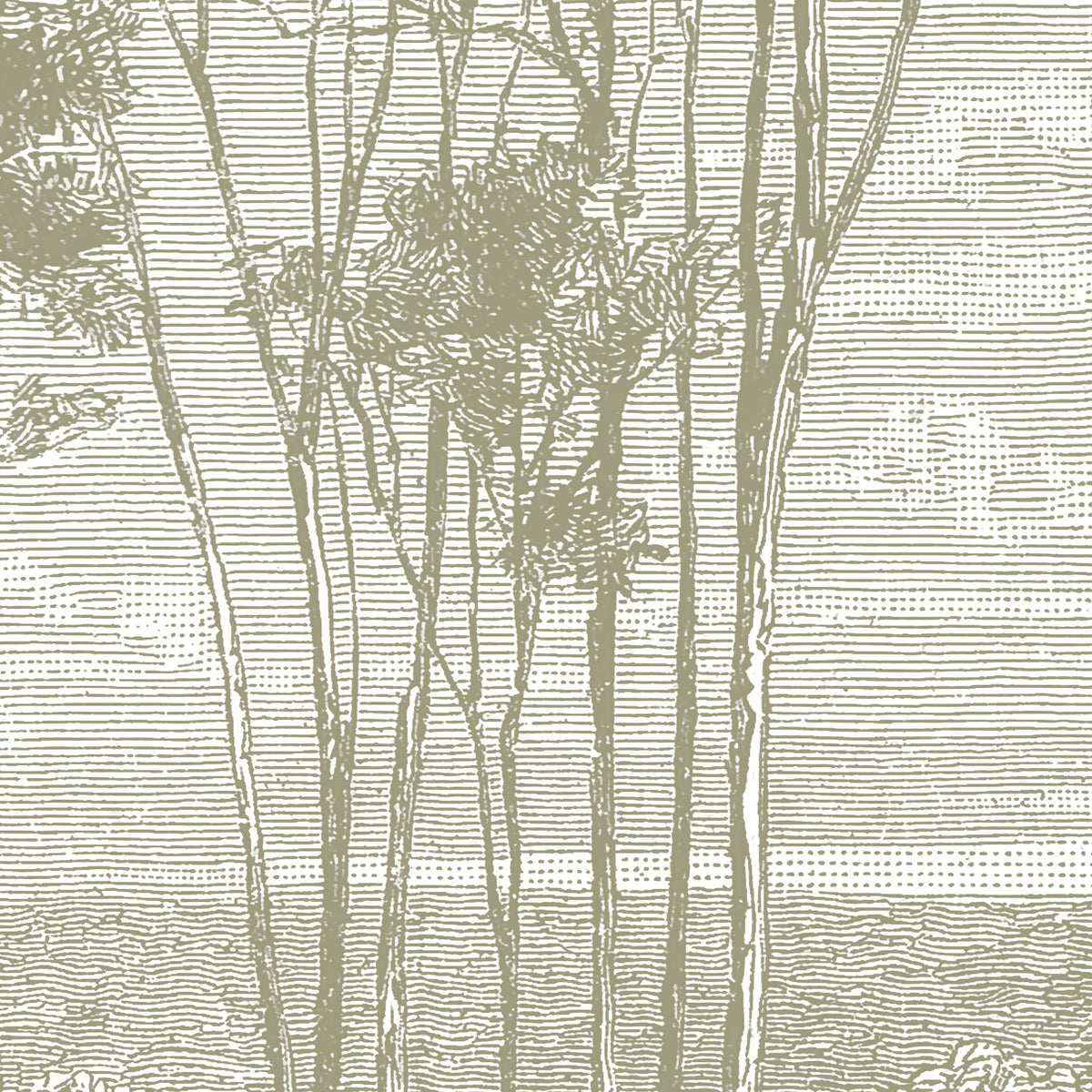 Papier peint panoramique Eucalyptus trees
