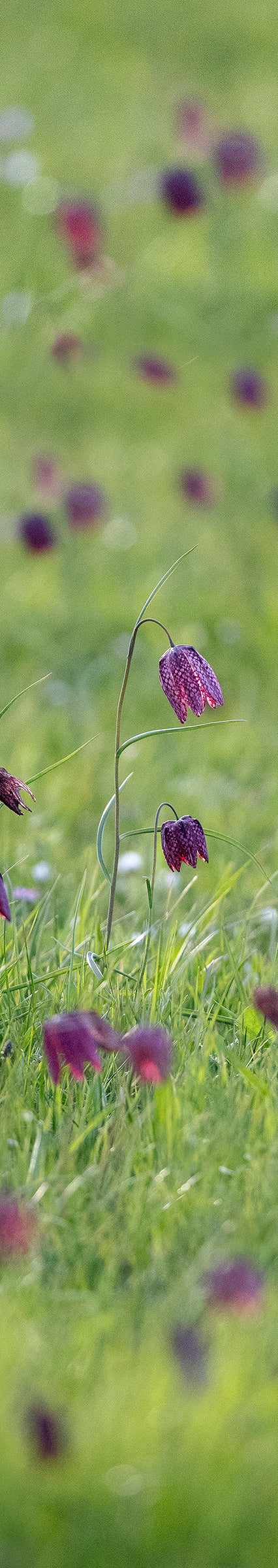 Fritillaries