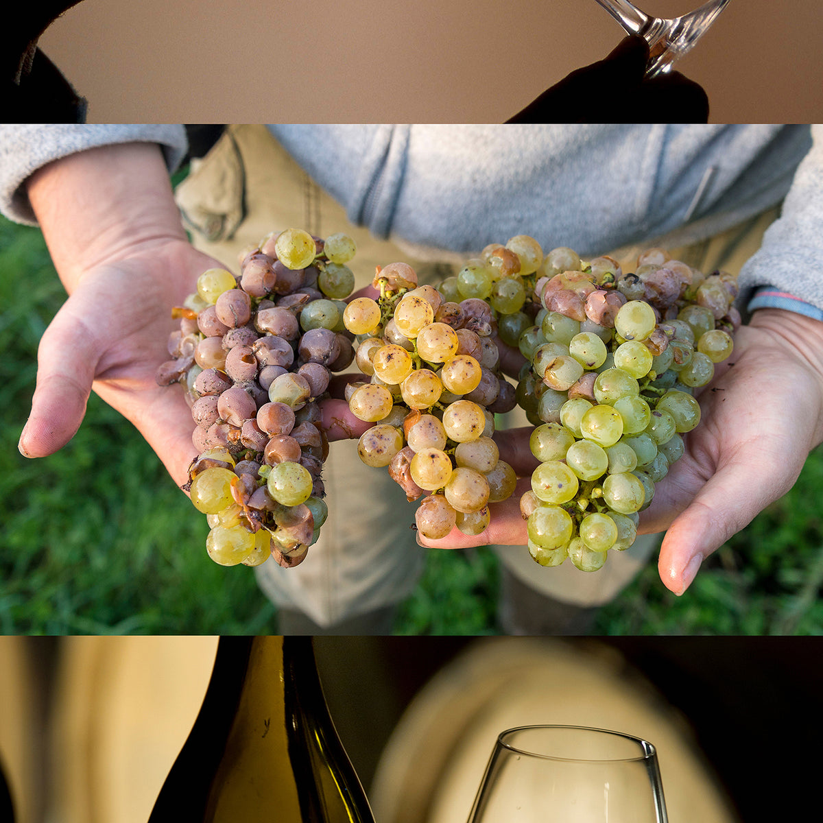 Vin de Loire