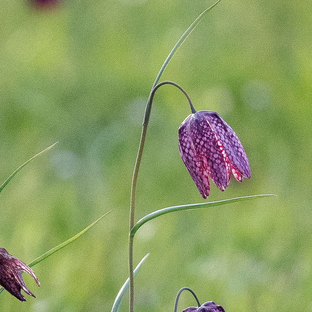 Fritillaries