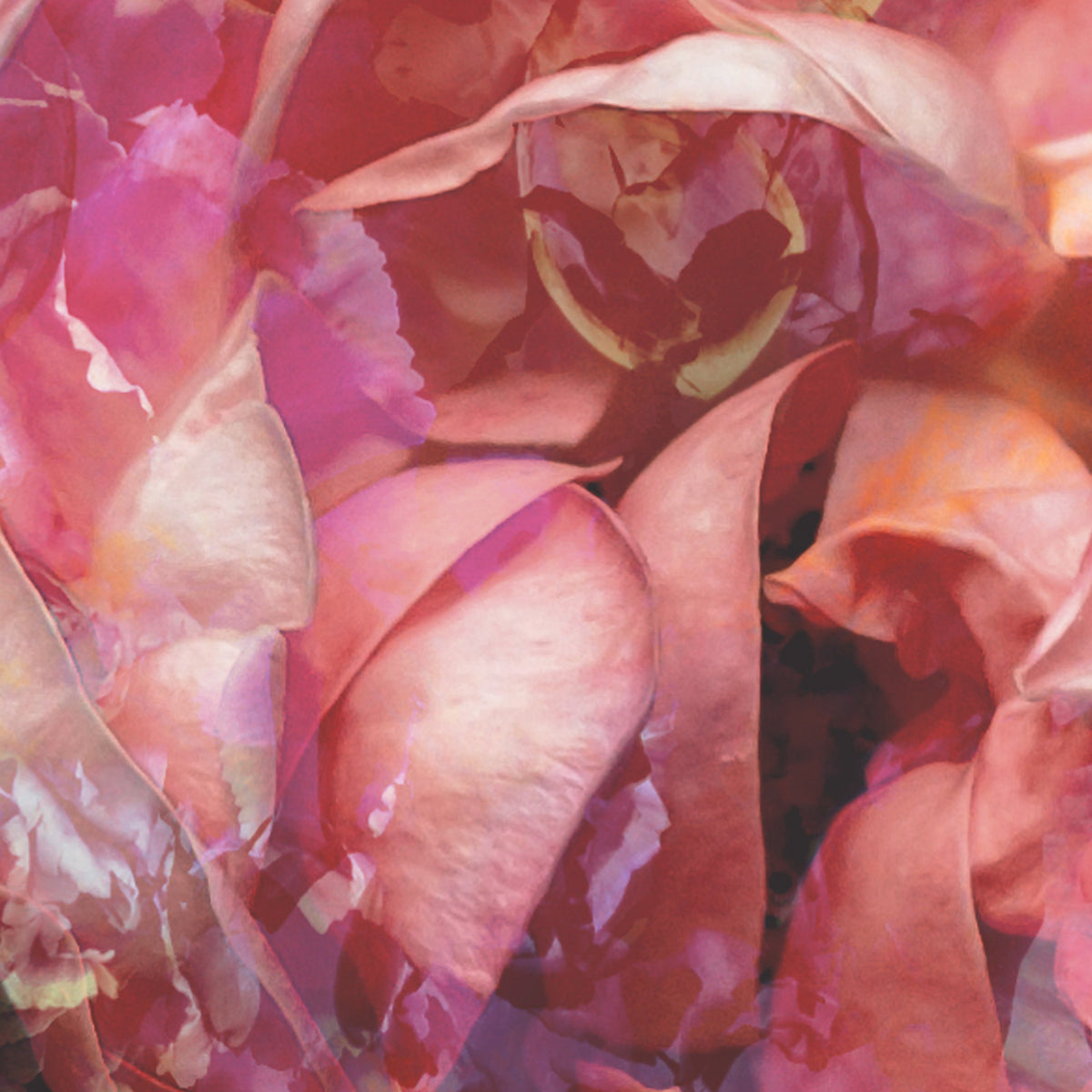 Panoramic wallpaper Antique Roses
