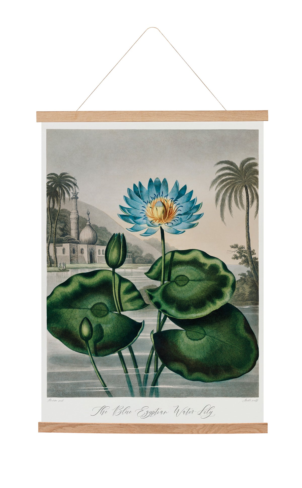 Hanging canvas The Blue Egyptian Water-Lily From The Temple Of Flora (1807) Robert John Thornton